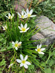 大きく咲く白い花