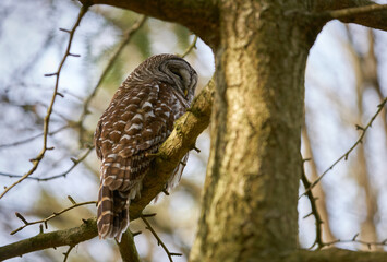 Pacific Northwest Wild Barred Owl. A Barred Owl looking down from a branch in the middle of a forest.

