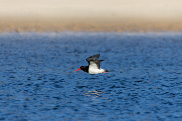 Low flying Australian Pied Oystercatcher. Seen on a Lake in Ulladulla