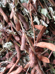 freshly harvested soybeans and dried in the sun to peel off the skin