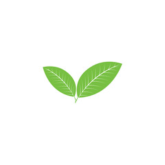 Green tea leaf icon vector