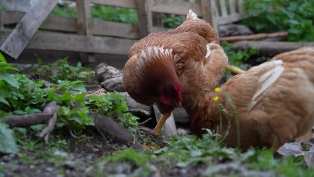 Chickens fighting to eat grains on free range organic farm surrounded by wooden fence
