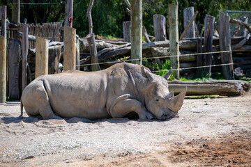 rhino in the zoo