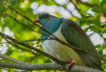 wood pigeon - kereru