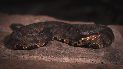 Venomous Northern Cottonmouth 