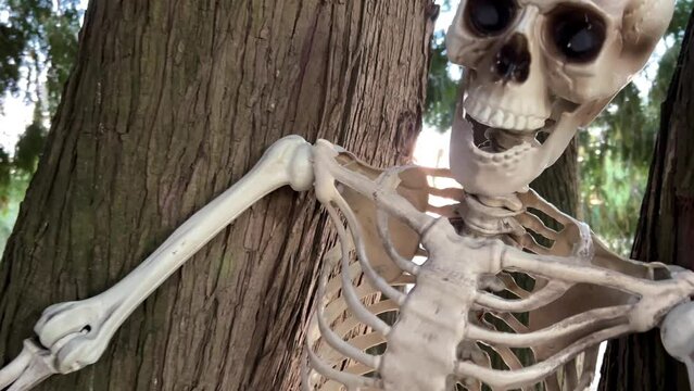 A human skeleton sits on a tree, and next to it is a skeleton of a bird, a vulture, the camera slowly floats by, shooting a video for Halloween Background for text on Halloween autumn holiday