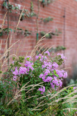 purple flowers by brick wall