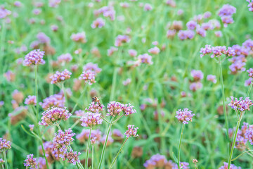 Flowers in nature with bees flying for pollen.