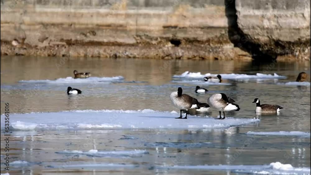 Poster The Flock of Canada geese (Branta canadensis) resting on a ice floe in a river