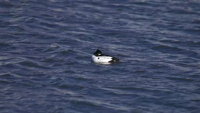 The common Goldeneye (Bucephala clangula), drake on the river.