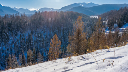 Dry grass is visible on the snow-covered hillside. The coniferous forest is covered with frost. A mountain range against a clear blue sky.Altai