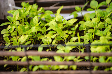 An image close-up green basil leaf growing is a organic from natural tree and environment in the farm.