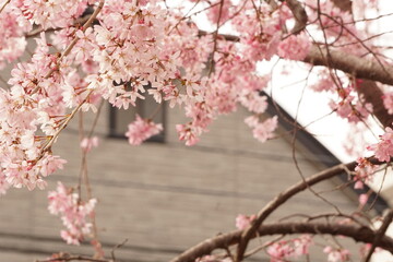 Obraz premium 桜
