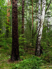 Naklejka premium beautiful mixed forest in the southern Urals