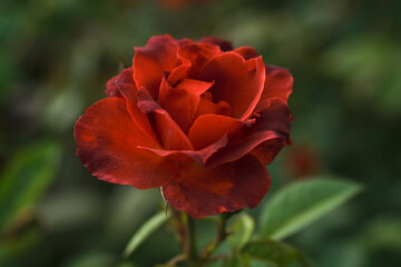 Close-up photo of Rose flower on background blurry red rose flower in the garden of roses. selective focus.