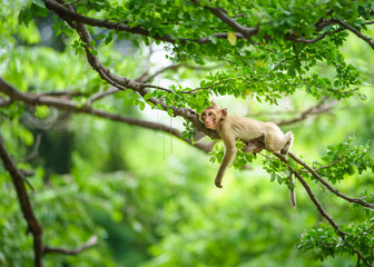 Portrait, one monkey or Macaca on the Pithecellobium dulce trees in the forest park climbs on the branch and was hiding from the danger. At Khao Ngu Stone Park, Thailand. Leave space for text input.