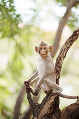 Portrait , one little brown monkey or Macaca in the forest park sits on the branch and is enjoying and making eye contact at Khao Ngu Stone Park, Ratchaburi, Thailand. Leave space for text input.