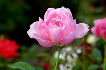 Close-up photo of Rose flower on background blurry pink rose flower in the garden of roses. selective focus.