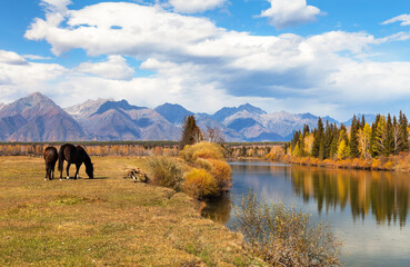 Autumn in highlands. Horses graze on meadow on bank of calm river. Yellowed forest and mountain...