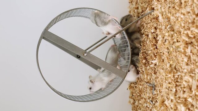 A lot of little hamsters are playing on the wheel. A brood of hamsters run around the wheel.