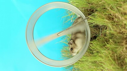A small hamster runs very fast in a rodent wheel on a blue background and green grass. 