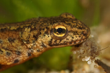 Closeup on the head and eye of an adult European Carpathian newt, Lissotriton montandoni