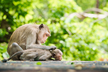 Portrait, The mother monkey or Macaca in the forest park shows love and care for the baby monkey that is not far from her body it happy. At Khao Ngu Stone Park, Thailand. Leave space for text input.