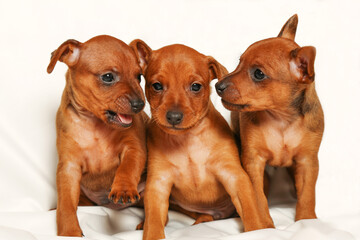 Three corinthian puppies are sitting on a white background. Little dogs. Mini pinscher puppies. 