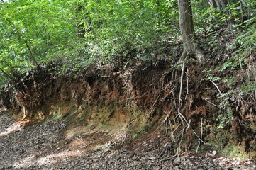 地層と木の根