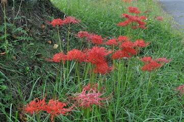 大きく咲く彼岸花