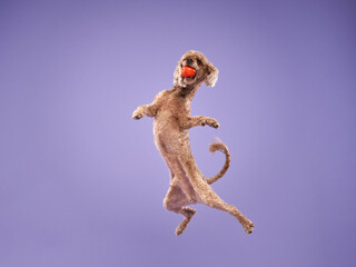 Funny active dog jumping on purple background. happy small poodle on pink background. 