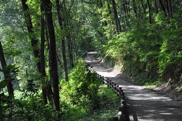 日のさす登り道