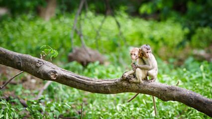 Portrait, The little monkey or Macaca embraced his partner from behind lovingly, care and guarded against danger in the forest park at Khao Ngu Stone Park, Thailand. Leave space for banner text input