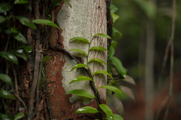 Leafs vines on tree.