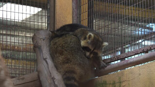 Peeking through the cage capturing two captive bandit masked raccoon, procyon lotor meek creatures, hugging and squeezing each other at enclosed environment at langkawi wildlife park, Malaysia.