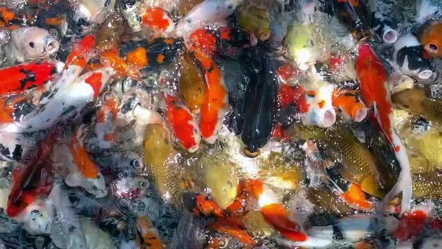 A large group of colorful Koi Fish (Cyprinus carpio) or Fancy carp, swimming and find eating food in pond