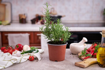 fresh green rosemary pot on the table at domestic home