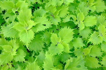 Bright green leaves of Coleus. 