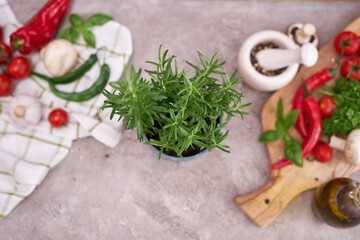 fresh green rosemary pot on the table at domestic home