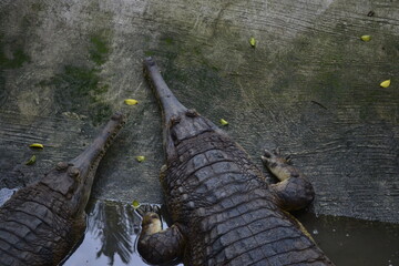 The saltwater crocodile (Crocodylus porosus) is a crocodilian native to saltwater habitats and brackish wetlands from India's east coast across Southeast Asia and the Sundaic region to Australia.
