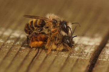 Closeup on a mating pair of European red mason bees, Osmia rufa