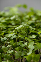 Fototapeta premium Macro sprouted sprouts, microgreens on a blurred background