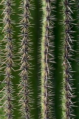 Saguaro (Carnegiea gigantea), detail, Saguaro National Park, Sonora Desert, Tucson, Arizona, USA, North America