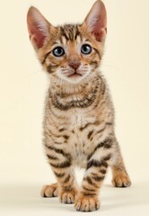 Pedigree cat Toyger (Felis silvestris catus), age 9 weeks, color brown black mackerel