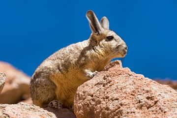 Southern Viscacha (Lagidium viscacia) sits on rock, Altiplano, Andes, Bolivia, South America