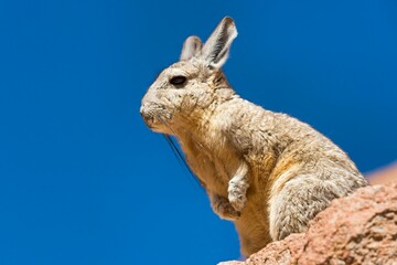 Southern Viscacha (Lagidium viscacia) sits on rock, Altiplano, Andes, Bolivia, South America
