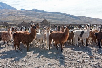 Llamas (Lama glama), herd in barren landscape, Altiplano, Andes, Colchani, Potosi, Bolivia, South...