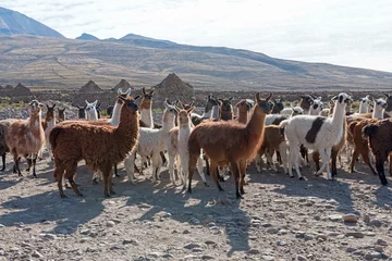 Stof per meter Llamas (Lama glama), herd in barren landscape, Altiplano, Andes, Colchani, Potosi, Bolivia, South America © imageBROKER
