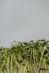 Macro sprouted sprouts, microgreens on a blurred background