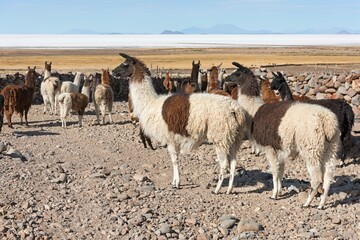 Llamas (Lama glama), herd in barren landscape, Altiplano, Colchani, Potosi, Bolivia, South America